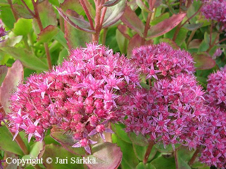 Sedum spectabile 'Brilliant'